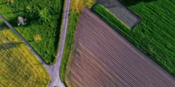 “Безкоштовна” земля на Київщині: поліція розкрила аферу банди злочинців