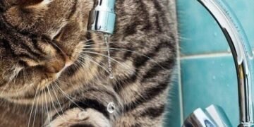 Гучні повідомлення про воду в Києві: водоканал дав чітку відповідь