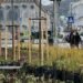 Зелений апгрейд Києва: на Контрактовій відкрили сквер із тисячами квітів
