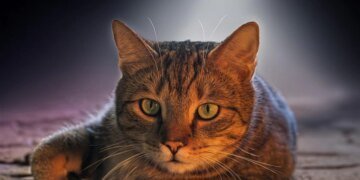 Трагедія у Києві: кіт Сем загинув на самовигулі — хто винен