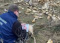 В Харьковской области обнаружили свалку костей. ФОТО