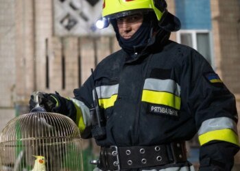 Ракетний удар рф по Тернополю 19 листопада: рятувальники знайшли живого папугу серед уламків будинку