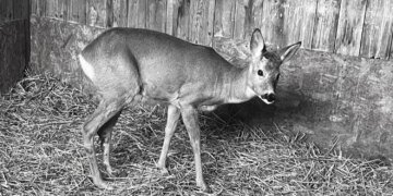 Маленьке серденько не витримало канонад вибухів під час масованої атаки рф: на Київщині загинула козуля, яку врятвали після ДТП