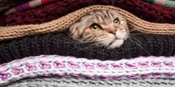 Без снега, но с дождями и туманом: какой погоды ждать накануне зимы