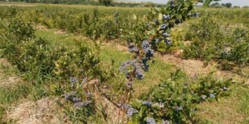 На фоне роста спроса у Украины есть шанс нарастить производство популярных ягод и орехов.