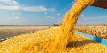 Украина занимает более 30% мирового рынка подсолнечного масла и 12% – кукурузы.