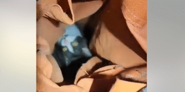 Кіт-камікадзе в Києві: кілька днів у вентиляційній шахті і щасливе спасіння