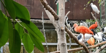 Рай в Київзоо: зграя екзотичних птахів переїхала до зимової оселі, – ФОТО