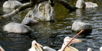 Вуличний пікнік у Київзоо: зграя великих птахів ласує рибкою, – ФОТО