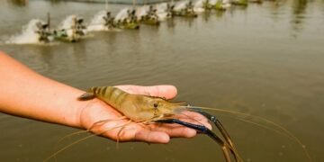 В Закарпатье появилась креветочная ферма, эксперты говорят о перспективности этого направления для Украины.