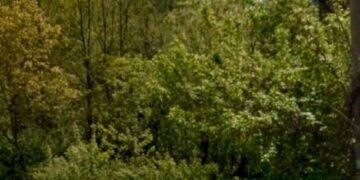 Київська земля повертається: скандальна приватизація ліквідована