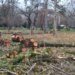У Сімферополі під виглядом реконструкції парку Гагаріна знищують зелені насадження: деревину відправляють на фронт