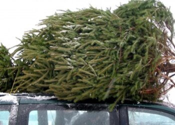 Праздничная елка может стоить свободы: Минюст напомнил о наказании