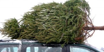 Праздничная елка может стоить свободы: Минюст напомнил о наказании