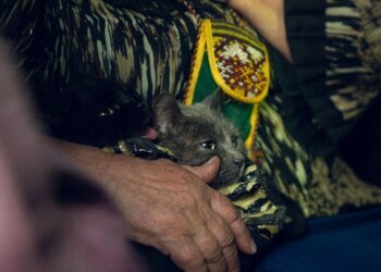 Можливість виїзду з прикордоння Сумщини може ускладнюватися, але до 4 тис. жителів відмовляються від евакуації – ОВА