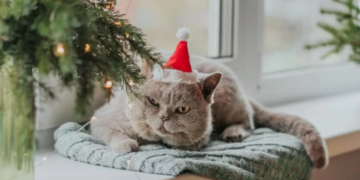 Лютая зима ворвётся на Рождество: Украину заморозит до -12