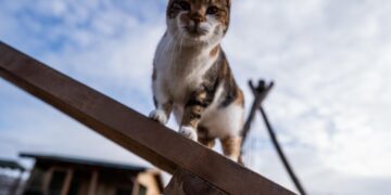 Туман накроет Украину: синоптики объявили желтый уровень опасности