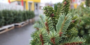 “Люксовые елки”: сколько стоят эксклюзивные хвойные деревья перед Рождеством