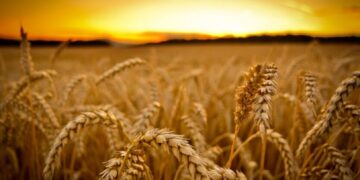 Рынок “замер”: экспорт украинской пшеницы резко снизился