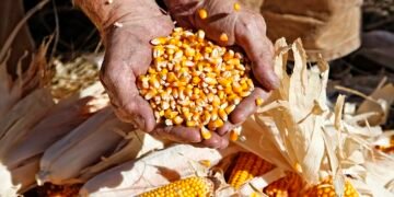 Экспорт кукурузы сильнее всего поддерживал активность отечественного зернового рынка в декабре.