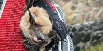 Моторошний інцидент на Київщині: родина зіткнулася з незрозумілим крилатим створінням