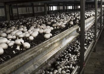 На Волыни планируют построить ферму по выращиванию грибов и свинокомплекс на 10 000 голов, а государство увеличивает поддержку агросектора.