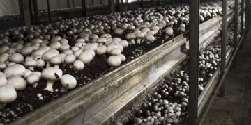 На Волыни планируют построить ферму по выращиванию грибов и свинокомплекс на 10 000 голов, а государство увеличивает поддержку агросектора.