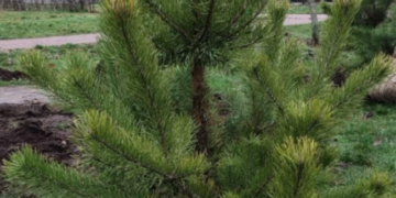 Зелений рай: де в Києві побачити нові зимові та весняні дерева, – ФОТО