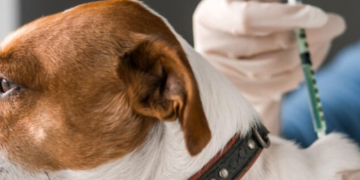 Смертельна хвороба на Київщині: лікарі вакцинують тисячі тварин