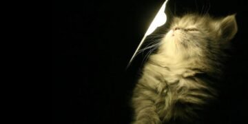 Повернення до графіків чи новий блекаут: що відбувається зі світлом у Києві