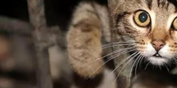 Коти кричать під землею: у Києві тварин масово блокують у підвалах