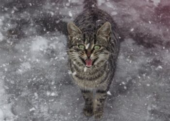 В Украину идет потепление, но с неприятным нюансом: какой погоды ждать в начале недели