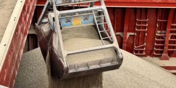 Цена на пшеницу бьет рекорды: сколько стоит тонна зерна в портах Одессы в январе 2026 года