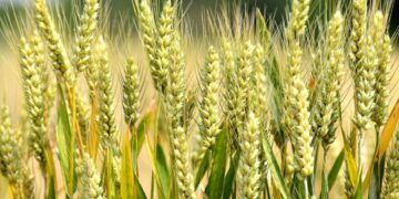 Цены на пшеницу вырастут: мировые трейдеры заинтересовались украинским зерном