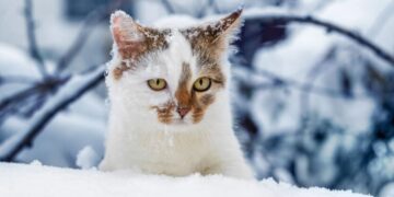 Самые холодные дни еще впереди: когда в Украине закончится “ледниковый период”