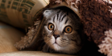 Виживання без тепла й води: яка ситуація по всьому Києву