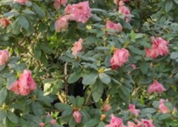 Сотні рослин під загрозою зникнення: у ботсаду Гришка Києва просять про допомогу