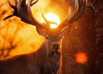 Вбивство серед білого дня: на Київщині знищили національну цінність