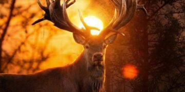 Вбивство серед білого дня: на Київщині знищили національну цінність