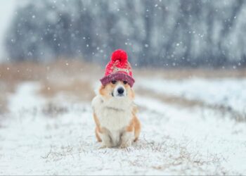 Мороз “обломает зубы”: синоптик сказала, когда в Украину ворвется потепление