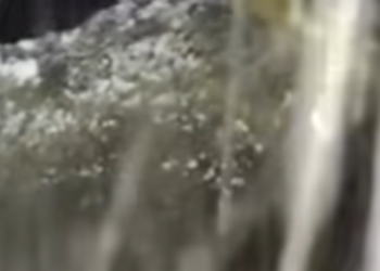 Довге хутро й сиячі очі в темряві: на Київщині велика тварина гуляла під снігопадом, – ВІДЕО