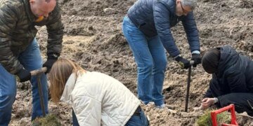 Ліс після обстрілу ожив: у Києві розпочали масштабне відновлення природи