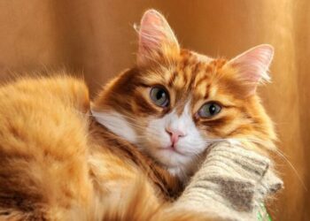 Антициклон разогреет Украину: сколько продлится аномальное тепло