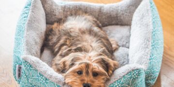 Весеннее тепло с сюрпризами: где в Украине пригреет до +16, а где ударят ночные морозы