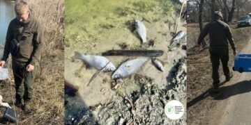 Екоінспектори б’ють на сполох: на Київщині зафіксували масштабну загибель риби