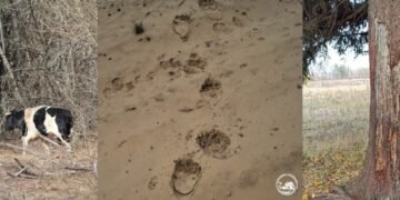 Бій у зоні відчуження: на Київщині ведмідь напав на ватажка стада корів