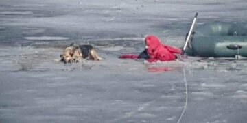 Драматична операція на Київщині: ДСНС врятувала собаку з крижаної пастки, – ФОТО