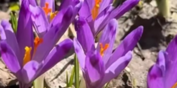 “На межі вимирання”: у ботсаду Києва розцвіли рідкісні весняні квіти, – ФОТО