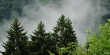 Уламки металу й гучний вибух у лісі Київщини: що сталося