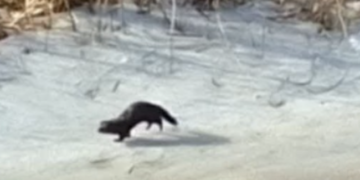 Швидкий, хитрий і агресивний: на Київщині показали американського хижака, – ФОТО